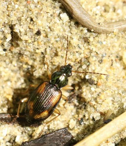 Réf. 211 071 : Bembidion tetracolum